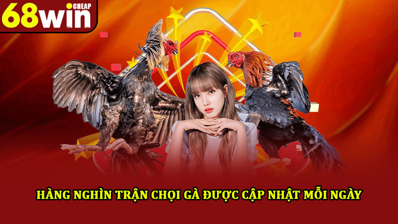 Đá gà 68win – Hòa mình với nhiều trận đấu, kịch tính hấp dẫn 3 Hàng nghìn trận chọi gà được cập nhật mỗi ngày