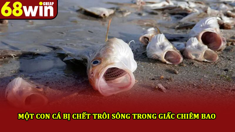 Nằm Mơ Thấy Cá – Top 5 Giải Mã Cực Hay Cùng Nhà Cái 68win 2 Một con cá bị chết trôi sông trong giấc chiêm bao