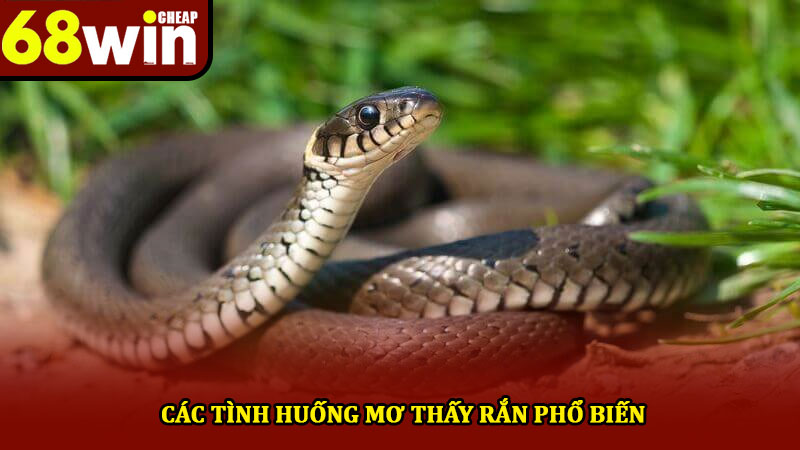 Mơ thấy rắn đánh gì - Khám phá ý nghĩa và thông điệp ẩn 2 Các tình huống mơ thấy rắn phổ biến