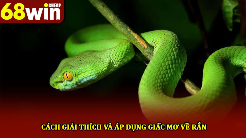 Mơ thấy rắn đánh gì - Khám phá ý nghĩa và thông điệp ẩn 4 Cách giải thích và áp dụng giấc mơ về rắn