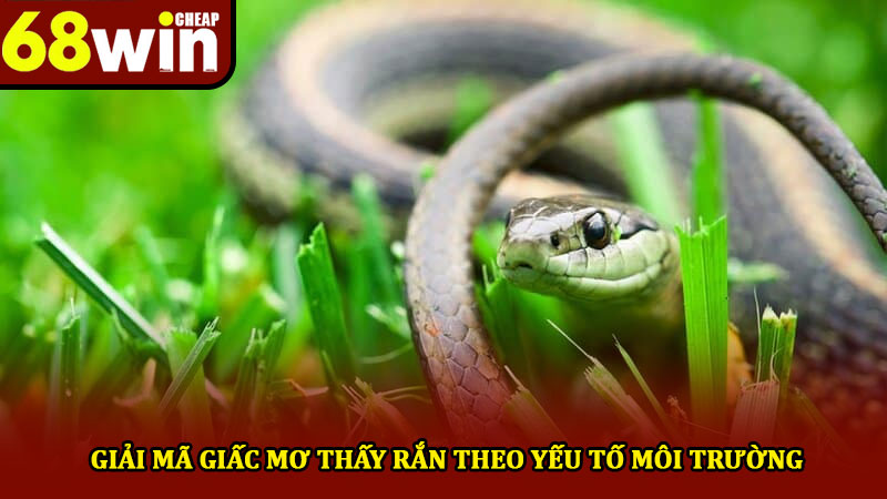 Mơ thấy rắn đánh gì - Khám phá ý nghĩa và thông điệp ẩn 3 Giải mã giấc mơ thấy rắn theo yếu tố môi trường